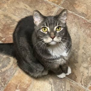 Meet your Posher, Penny